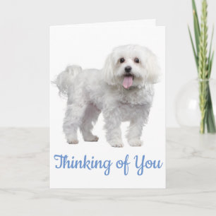 Carte Hello White Maltese Puppy Dog Thinking Of You