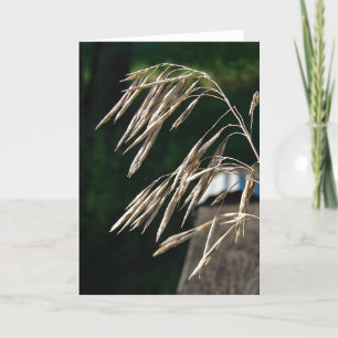 Carte Herbe Allée Aux Graines