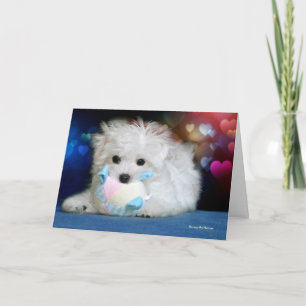Carte Hermes the Maltese Birthday Greeting