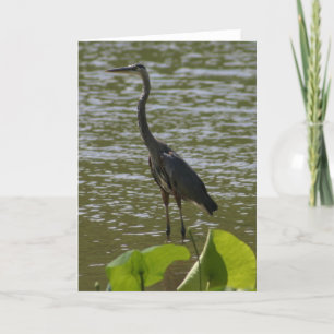 Carte Heron bleu