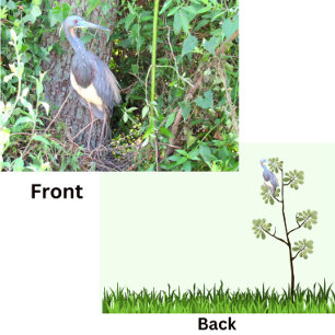 Carte Heron Tri-Color Construire un nid