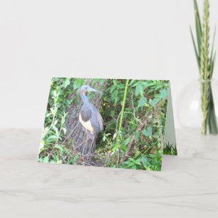 Carte Heron Tri-Color Construire un nid