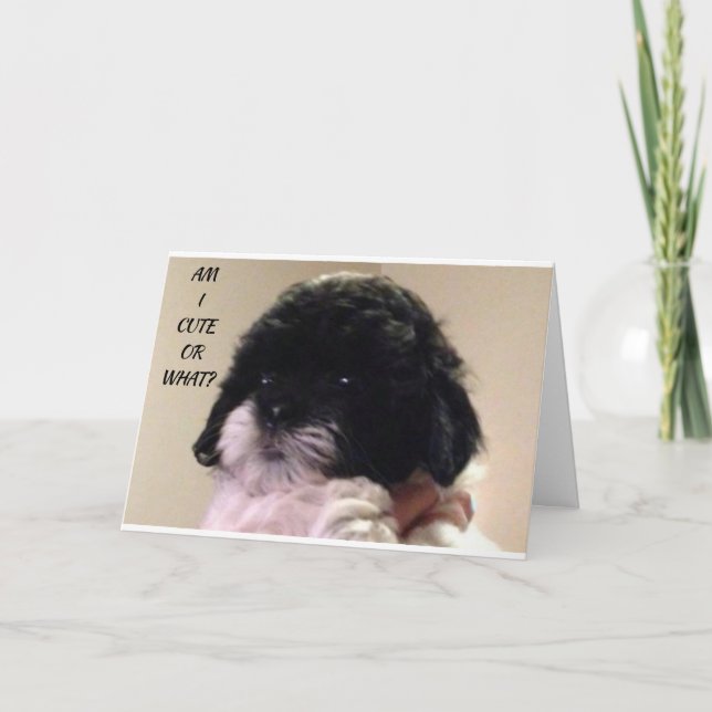 CARTE HEUREUX "ANNIVERSAIRE" DE CUTE SHIH TZU PUP (Devant)