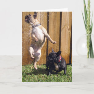 Carte Heureux Bouledogue Français