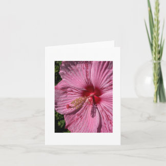 Carte Hibiscus de Rose-Mallow