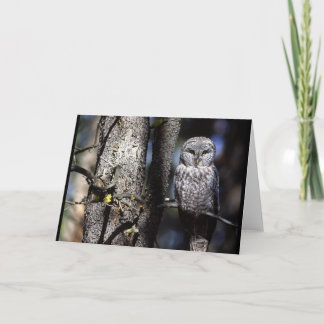 Carte Hibou (3)