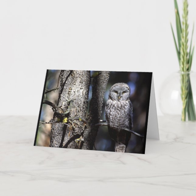Carte Hibou (3) (Devant)