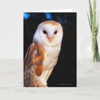 Hibou de grange