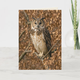 Carte Hibou moyen-duc humour d'anniversaire