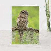 Hibou rayé sur branche d'arbre