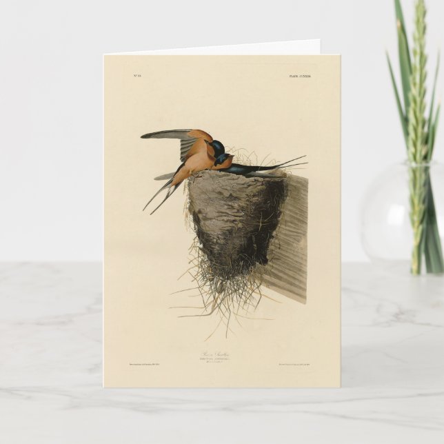 Carte Hirondelle de grange des oiseaux d'Amérique d'Audu (Devant)