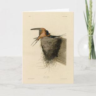 Carte Hirondelle de grange des oiseaux d'Amérique d'Audu