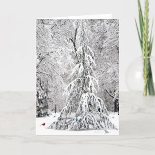 Carte hiver-vacances : Jardin public de Boston