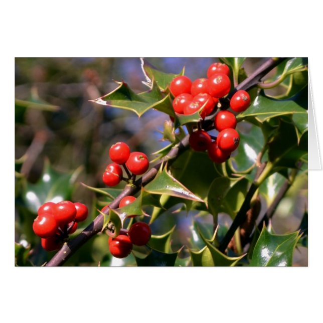 Carte Holly Berries (Devant horizontal)