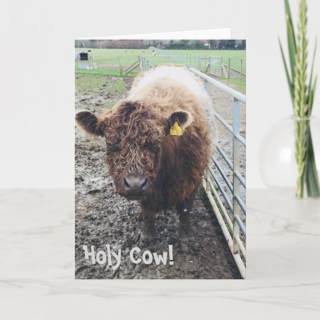 Carte Holy Cow (Devant)
