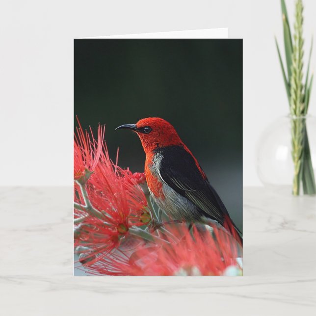 Carte Honneur de Scarlet Oiseau exotique (Devant)