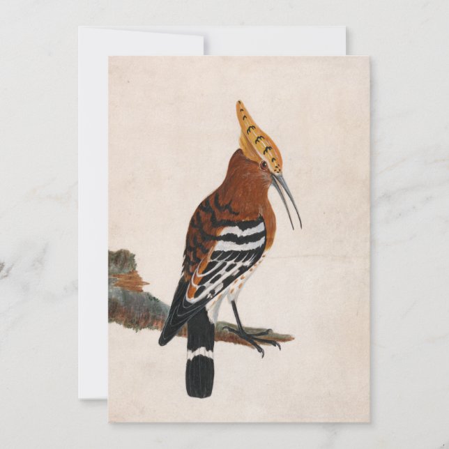 Carte Hoopoe commun | William Lewin (Devant)