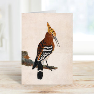 Carte Hoopoe commun William Lewin