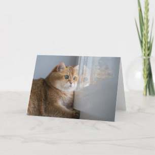 Carte Hosico regarde par la fenêtre