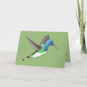 Carte Hovering Jacobin Hummingbird - transparent.