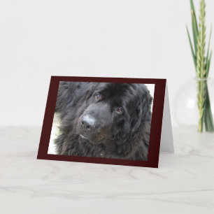 Carte hugo aux yeux bruns