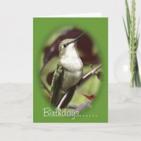 Hummingbird femelle perchée - personnaliser à tout