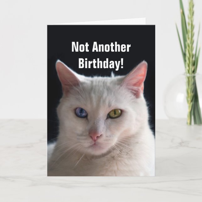 Carte Humour angora turc de chat de joyeux anniversaire (Devant)