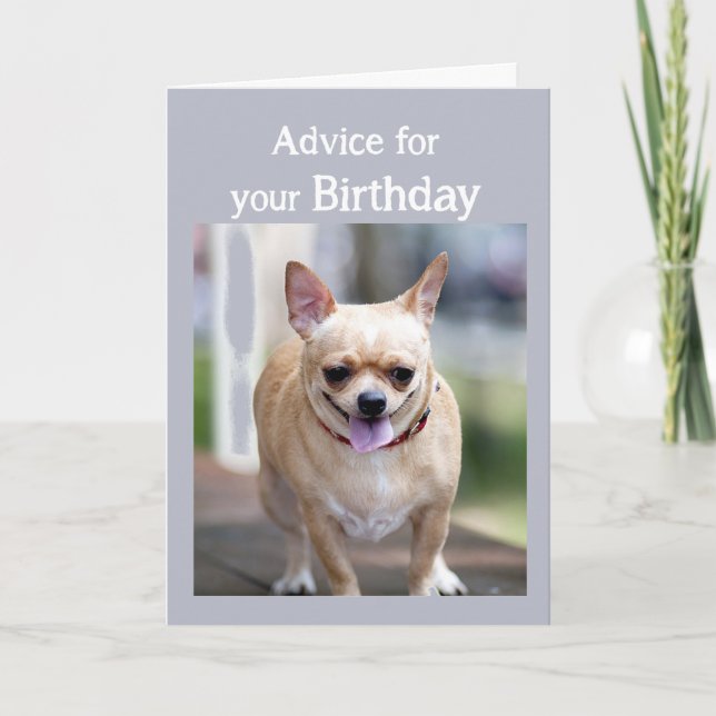 Carte Humour d'anniversaire Chihuahua Trop de gâteau d'a (Devant)