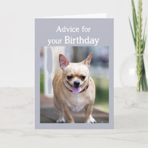 Carte Humour d'anniversaire Chihuahua Trop de gâteau d'a