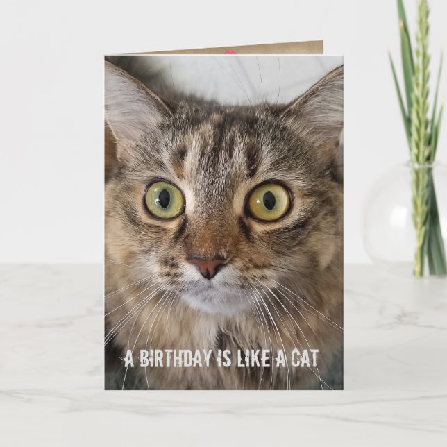 Carte Humour de chat Tabby Anniversaire (Devant)