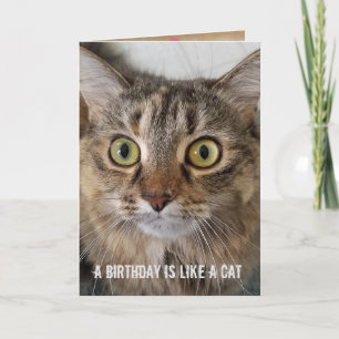 Carte Humour de chat Tabby Anniversaire