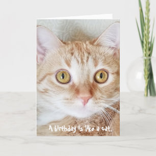 Carte humour du chat tabby d'anniversaire