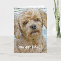Humour sur la vasectomie pour chien
