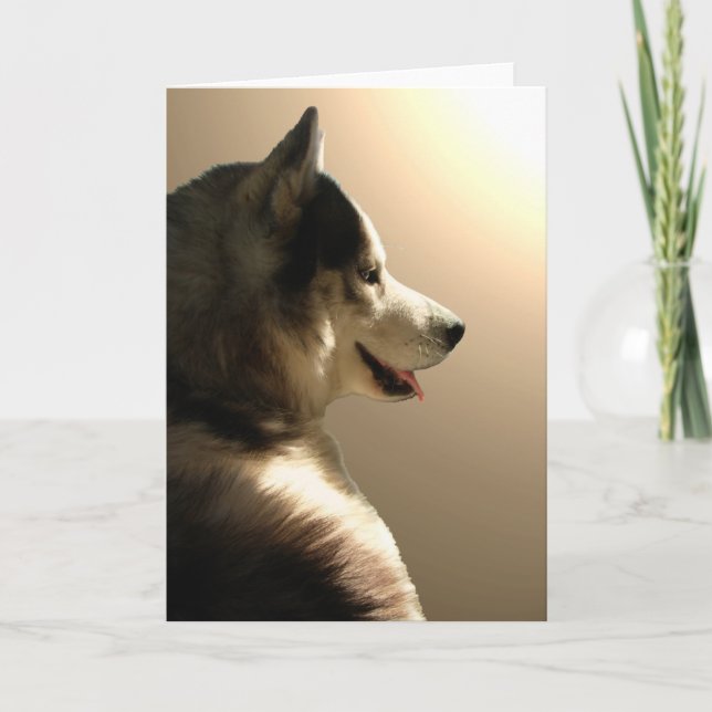 Carte Husky Sibérienne / Carte Malamute Alaskan (Devant)