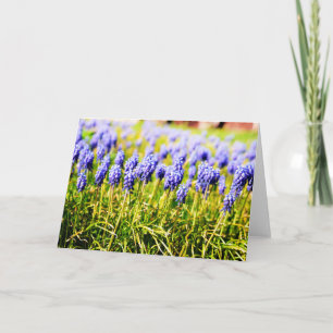 Carte Hyacinthes de raisin au printemps