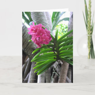 Carte Iao Valley - Maui, Hawaii