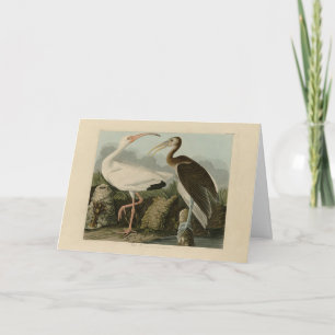 Carte Ibis blanc - Les oiseaux d'Amérique de John James 
