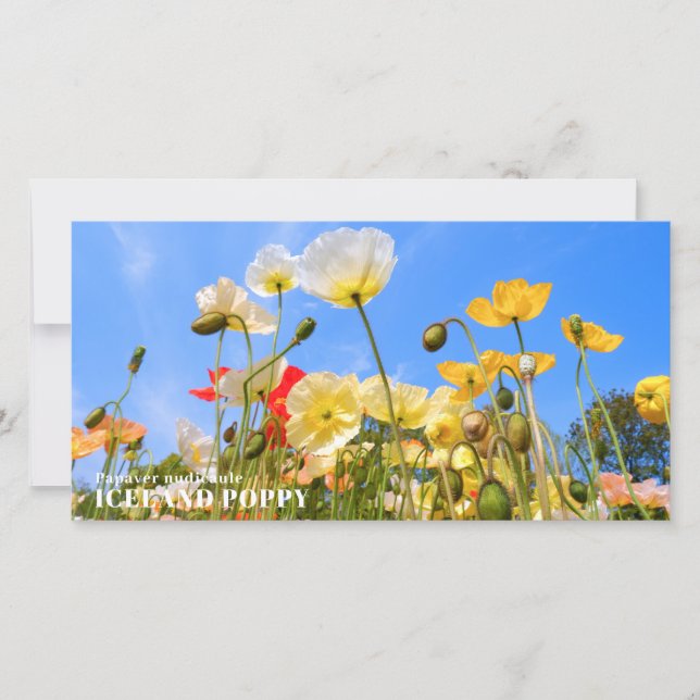 Carte Iceland Poppy (Devant)