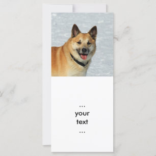 Carte IcelandicSheepdog20150904