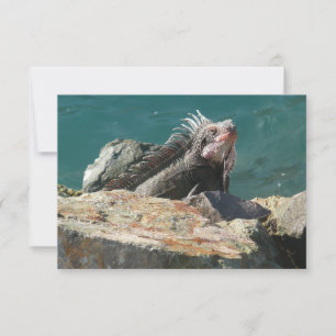 Carte Iguana à St Thomas