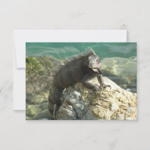 Carte Iguana sur les rochers à St. Thomas