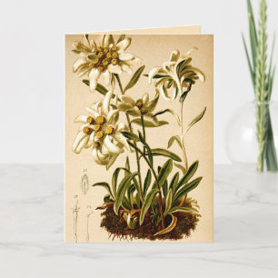 Carte Illustration botanique vintage de fleurs d'edelwei