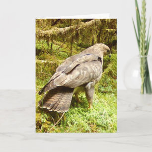 Carte Illustration d'amateur de la nature rapaces buse m