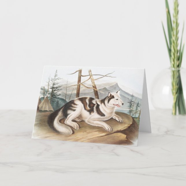 Carte Illustration de Chien indien lièvre (Canis familia (Devant)