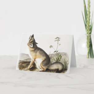 Carte Illustration de Fox (Vulpes velox)