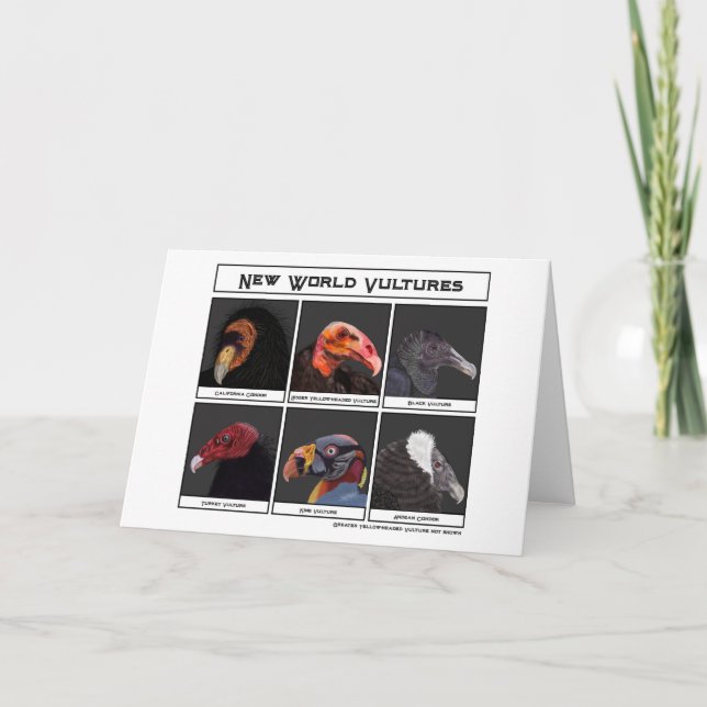 Carte Illustration des vautours du nouveau monde (Devant)