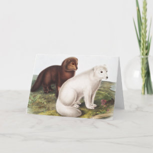 Carte Illustration du renard arctique (Vulpes lagopus)