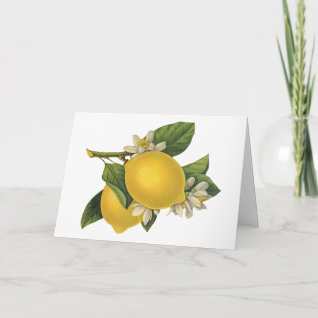 Carte Illustration vintage de citrons (Devant)