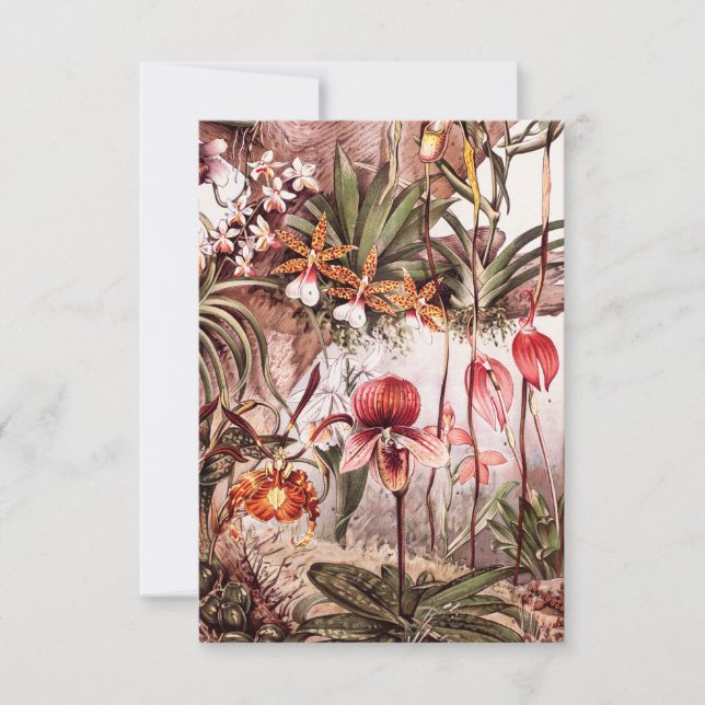 Carte Illustration vintage de la variété orchidée 1911 (Devant)