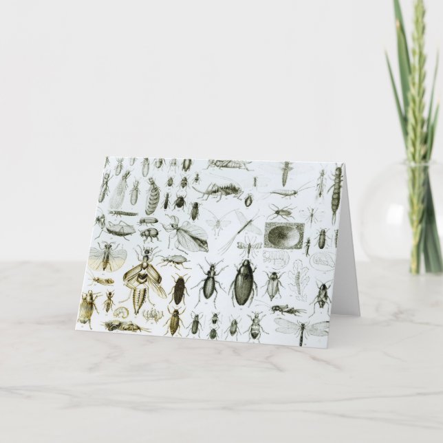 Carte Insectes Entomologiques (Devant)